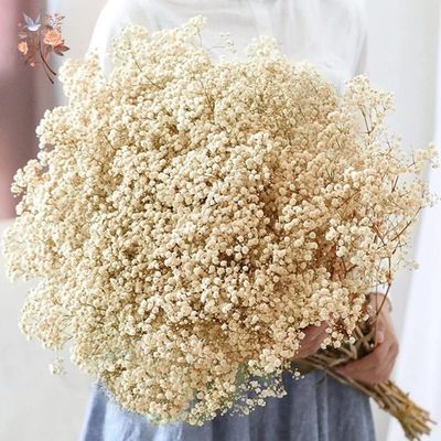 Dried baby’s breath