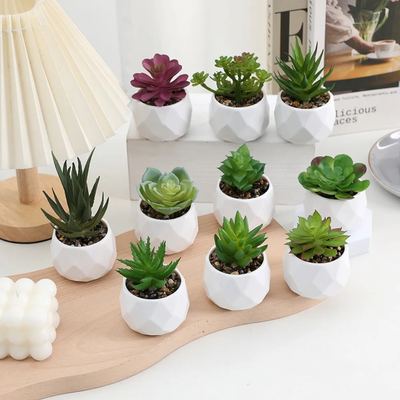 Mini Succulent Bonsai Plant