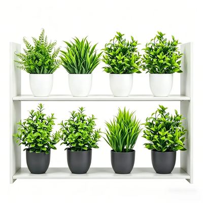 Potted Mini Plant Set